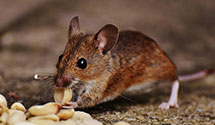 24 Hour & Emergency Exterminators in Austinburg, OH